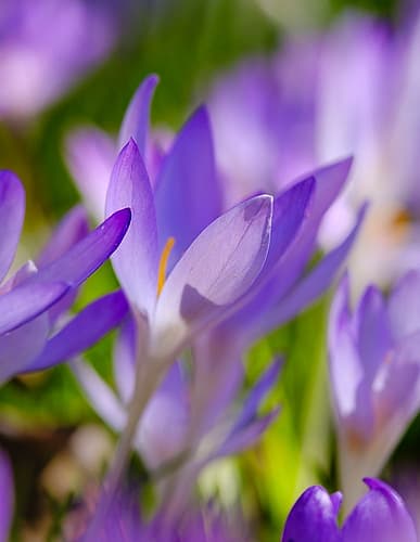 Woodland crocus, Germany. European Print